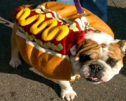 15 Adorable Costume Ideas For Your Pooch’s Halloween
