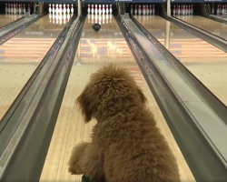 Girl Teaches Her Dog To Bowl, And Now He’s A Star At Their Local Bowling Alley