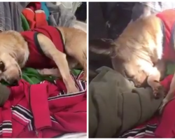 Little Dog Longed For His Dad, Family Films Touching Moment He Smells Him Again