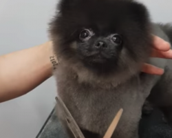Tiny Dog Dances To Music As She Gets Trimmed, And The Groomer’s In Stitches