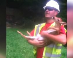 Worker Rescues Baby Deer, Rubs His Belly. Deer Cries Hysterically Every Time He Stops