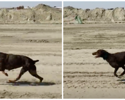 Woman Has To Drive Her Car To Keep Up With Her Doberman That Runs 30mph