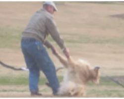 Onlookers In Hysterics While Dog Has Meltdown, Refuses To Leave The Park