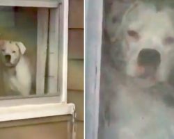 Man Steps Outside And Goes Viral With Humorous Footage Of Dog “Following” Him Around His House