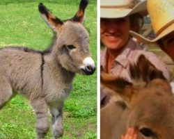 2-week-old donkey is nowhere to be seen. Then farmer finds his hilarious hiding place and can’t stop laughing