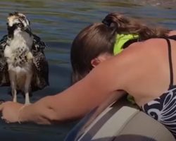 A woman who was on a boat with her family helped an osprey to get up in the air