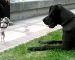 Fearless Chihuahua Decides To Take Out Her Frustrations On A Giant Great Dane