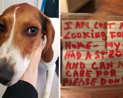 Purebred Dog Found Roaming The Streets With A Sad Note Attached To Her Collar