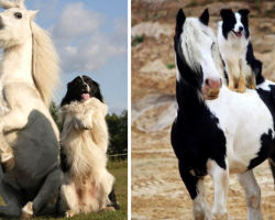 12 Pictures That Prove Horses And Dogs Make The Best Of Friends