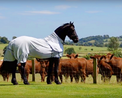 Beautiful Horse Walks Up To Neighbor’s Cattle, Then Puts On A Show For Them