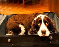 Husband Sneaks Dog Into Hospital In A Suitcase So His Dying Wife Can Say Goodbye