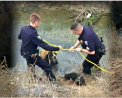 Little Dog Goes Bezerk When 180-lb BFF Gets Stuck, Rescuers Struggle To Save Him