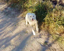 Homeless Puppy Is Overcome With Joy When A Jogger Approaches Him On The Street