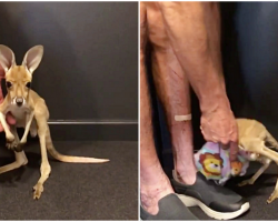 Tiny Kangaroo Takes His First Hops Toward Caretaker, Does Adorable Flip Into Sack