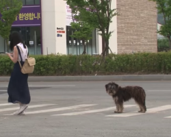 Lost Dog Followed Every Woman For 4 Months Hoping One Would Be His Owner