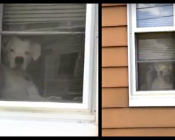 Overprotective Dog Stalks Owner From Inside The House In Comical Video