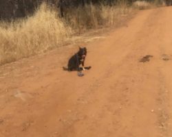 Man Sees Dog Stranded On Isolated Road, But It Wasn’t The Dog Who Needed Help