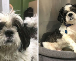 Old Dog Returned To Shelter For The Most Absurd Reason