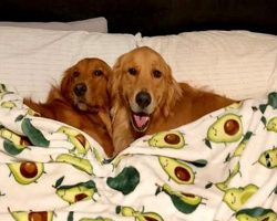 Doggy Best Friends Visit Each Other And Have The Most Adorable Sleepovers