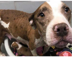 Starved Pit Bull Mama Has No Idea Why She And Her Babies Were Left At Shelter