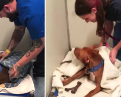 Sweet Dog Demands To Be Tucked In Every Night At The Shelter