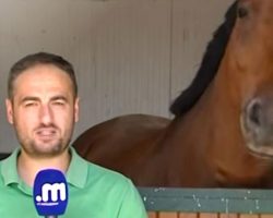 Reporter Steps In Front Of The Camera But The Horse Has The Crew Howling In Laughter