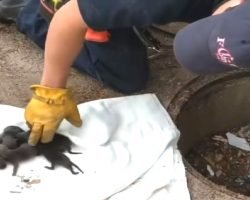Firemen Rescue Puppies In A Storm Drain, Only To Discover They’re Not Actually “Puppies”