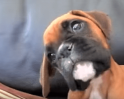 Puppy Misses His Mom While She’s At Work, But When Dad Puts Her On Phone? My Heart Melted!