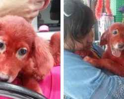 Owners Dye Dog Then Abandon Her. But Then Rescuer’s Kindness Changes Everything