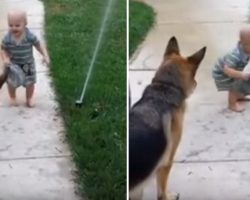 German Shepherd Terrified Of New Sprinkler Until Toddler Helps Him Overcome Fear In Hilarious Way