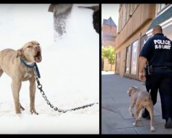 Pit Bull Chained Up In Snow Cried For Help and Then a Police Officer Gives Her The Chance of a Lifetime