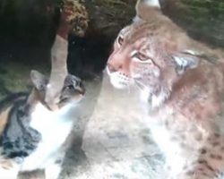 This Stray Cat Falls Into a Lynx’s Enclosure – Then a Zoo-Goer Capture it all on Video
