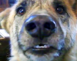 Some Argue That This Is The Best Dog Video Ever Made