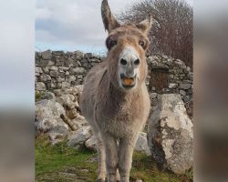 Donkey With A Golden Voice Sings To The Man Who Always Brings Her Treats