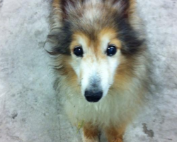 Dying Dog Approaches A Man At Work Hoping He’ll Be The One To Save His Life