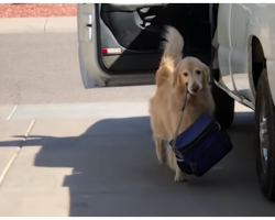 Doggo Is So Happy Dad’s Finally Home, Eagerly Carries His Luggage Inside
