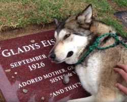 Heartbroken Therapy Dog Plops Down On Grandma’s Grave And Grieves