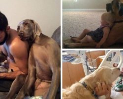 23 Moving Photos That Prove Dogs Are Too Precious for This World