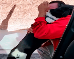 Emotional Lost Dog Reunion Captured On Video, Owner Can’t Stop Crying