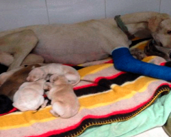 Emaciated Dog Walks Two Miles For Her Pups, Despite Her Broken Leg