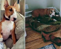 Dog Has A Special Way Of Comforting Herself When Her Owners Aren’t Around