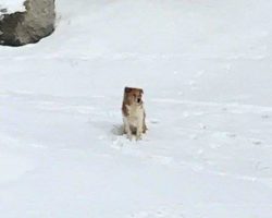 Abandoned Dog Is So Loyal That She Waited For Her Family In Freezing Cold For 5 Days