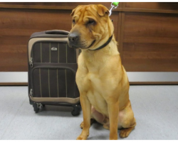 Dog Abandoned At Scotland Train Station Finds His Happy Ever After With New Owner