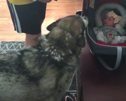 Alaskan Malamute Meets Baby Sister For The First Time, Talks To Her