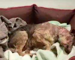 Severely Neglected Dog Experiences A Warm Bed For The First Time In Her Life