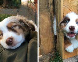 17 Reasons Why Australian Shepherds Are The Worst Dog Breed