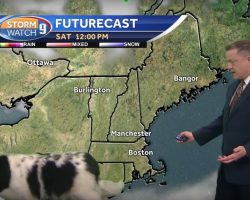 Dog Strolls Onto News Show During Weather Report, Has Anchorman Cracking Up