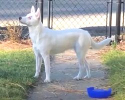 Blind, Deaf Dog Smells Her Dad Returning Home, And It’s Unimaginably Adorable