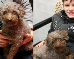 Boy Visits The Shelter And Picks Out The Oldest Dog To Adopt