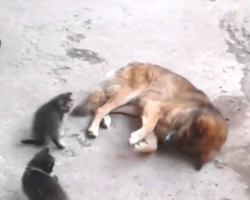Cat Brings Adorable Surprises To Dog Who She Grew Up With and Their Friendship Will Warm Your Heart